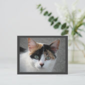 Calico kat briefkaart (Staand voorkant)