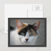 Calico kat briefkaart (Voorkant / Achterkant)