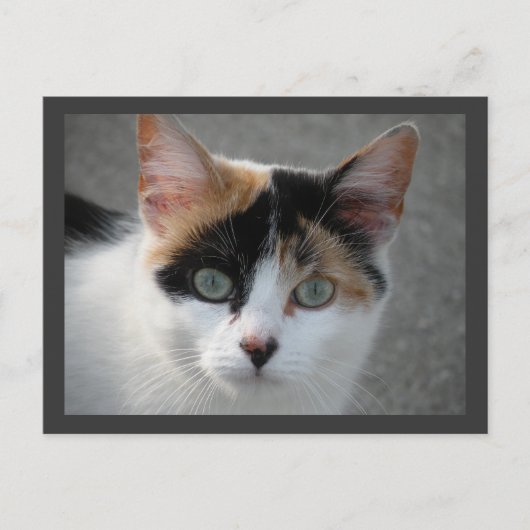 Calico kat briefkaart (Voorkant)
