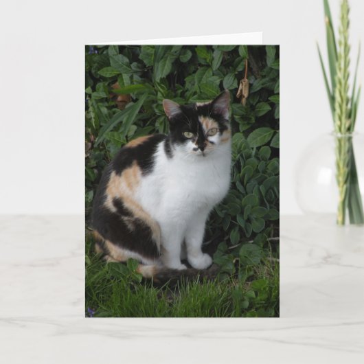 Calico kat briefkaart (Voorkant)