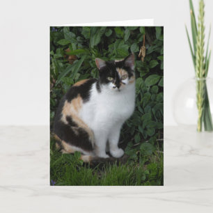 Calico kat briefkaart