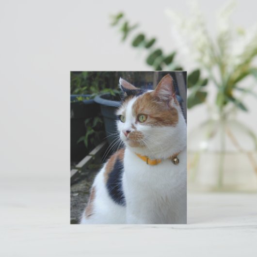 Calico-kat buiten briefkaart (Staand voorkant)