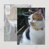 Calico-kat buiten briefkaart (Voorkant / Achterkant)