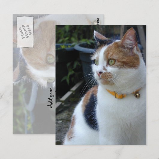 Calico-kat buiten briefkaart (Voorkant / Achterkant)