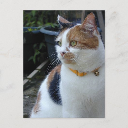 Calico-kat buiten briefkaart (Voorkant)