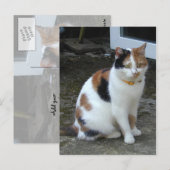 Calico-kat buiten briefkaart (Voorkant / Achterkant)