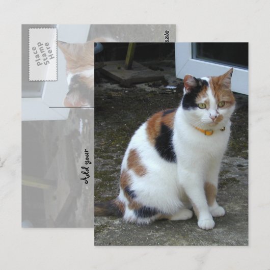 Calico-kat buiten briefkaart (Voorkant / Achterkant)