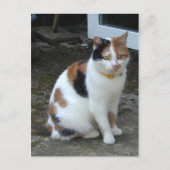 Calico-kat buiten briefkaart (Voorkant)