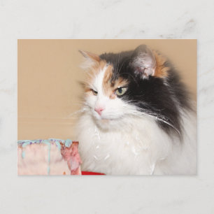 Calico kat eet verjaardagstaart feestdagenkaart