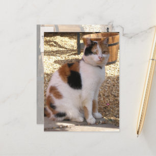 Calico-kat in de tuin briefkaart
