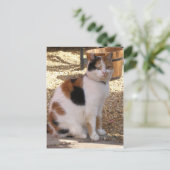 Calico-kat in de tuin briefkaart (Staand voorkant)
