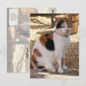 Calico-kat in de tuin briefkaart (Voorkant / Achterkant)