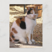 Calico-kat in de tuin briefkaart (Voorkant)