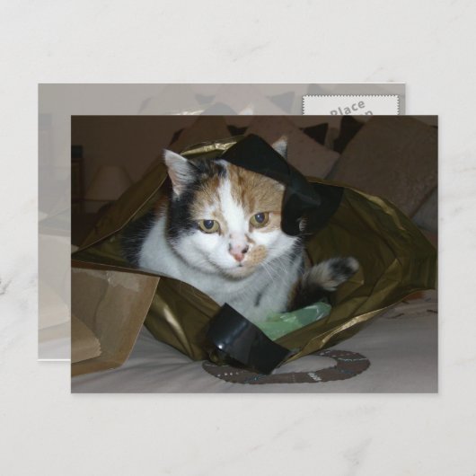 Calico-kat in een boodschappenzak briefkaart (Voorkant / Achterkant)