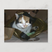 Calico-kat in een boodschappenzak briefkaart (Voorkant)