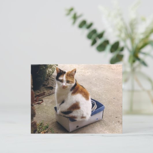 Calico-kat in een doos briefkaart (Staand voorkant)