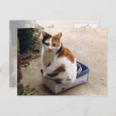 Calico-kat in een doos briefkaart (Voorkant / Achterkant)