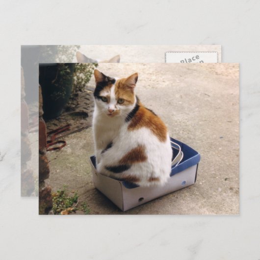 Calico-kat in een doos briefkaart (Voorkant / Achterkant)