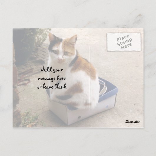 Calico-kat in een doos briefkaart (Achterkant)