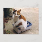 Calico-kat in een doos briefkaart (Voorkant)