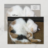 Calico-kat kromp op een slaapmutsje briefkaart (Voorkant / Achterkant)