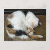 Calico-kat kromp op een slaapmutsje briefkaart (Voorkant)