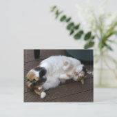 Calico-kat kromp op het decking briefkaart (Staand voorkant)