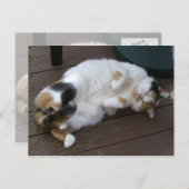Calico-kat kromp op het decking briefkaart (Voorkant / Achterkant)