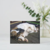 Calico-kat kromp op het decking briefkaart (Staand voorkant)