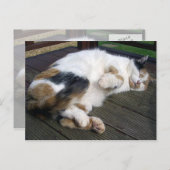 Calico-kat kromp op het decking briefkaart (Voorkant / Achterkant)