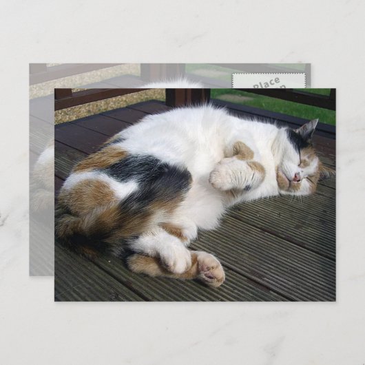 Calico-kat kromp op het decking briefkaart (Voorkant / Achterkant)