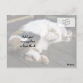Calico-kat kromp op het decking briefkaart (Achterkant)