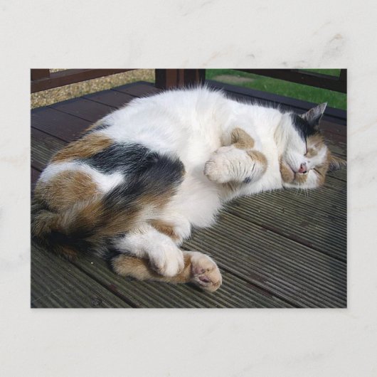 Calico-kat kromp op het decking briefkaart (Voorkant)