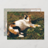 Calico-kat ligt op het gras briefkaart (Voorkant / Achterkant)