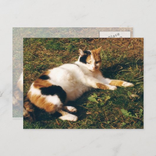 Calico-kat ligt op het gras briefkaart (Voorkant / Achterkant)