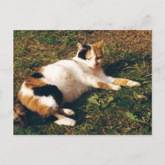 Calico-kat ligt op het gras briefkaart (Voorkant)