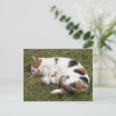 Calico-kat ligt op het gras briefkaart (Staand voorkant)