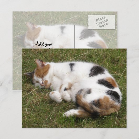 Calico-kat ligt op het gras briefkaart (Voorkant / Achterkant)