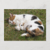 Calico-kat ligt op het gras briefkaart (Voorkant)