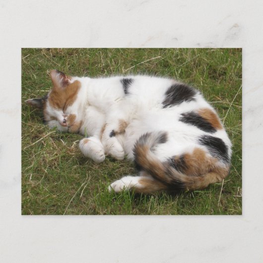 Calico-kat ligt op het gras briefkaart (Voorkant)