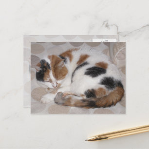 Calico-kat op bed briefkaart