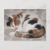 Calico-kat op bed briefkaart (Voorkant)