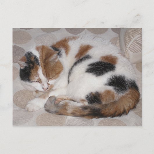 Calico-kat op bed briefkaart (Voorkant)