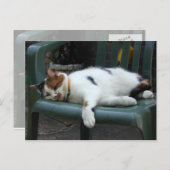 Calico-kat op een stoel briefkaart (Voorkant / Achterkant)
