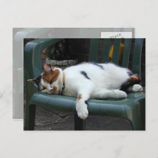 Calico-kat op een stoel briefkaart (Voorkant / Achterkant)
