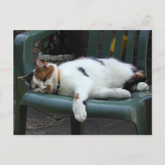 Calico-kat op een stoel briefkaart (Voorkant)