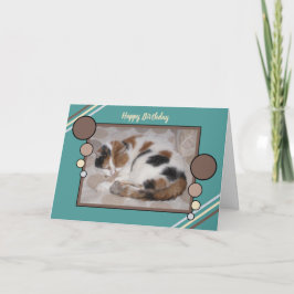 Calico kat opgerold in slaap foto bruin turquoise kaart