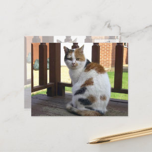 Calico-kat zat buiten te vallen briefkaart