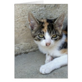 Calico Kitten (Voorkant)