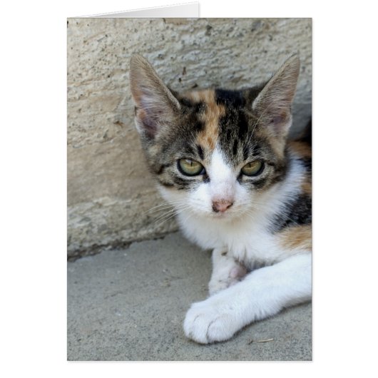 Calico Kitten (Voorkant)
